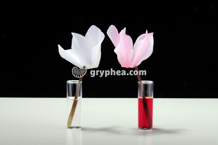 Expérience de circulation de la sève brute (colorant Eosine) - fin de l'expérience à t=1 heure - gryphea.org